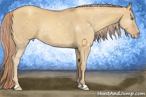Horse Color:Gold Champagne Dun Rabicano 