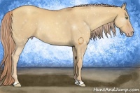Horse Color:Gold Champagne Dun Rabicano 