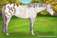 Horse Color:White Spotted Bay Dun Frame Appaloosa 