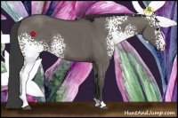 Horse Color:White Spotted Smoky Grullo 
