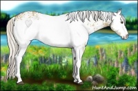 Horse Color:White Spotted Silver Buckskin Dun 