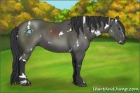 Horse Color:White Spotted Black Sabino 