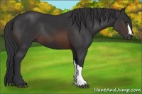 Horse Color:Brown Rabicano