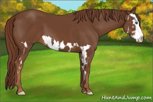 Horse Color:Chestnut Splash Frame