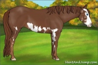 Horse Color:Chestnut Splash Frame