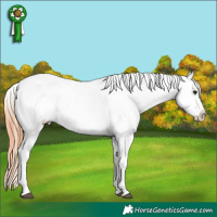 Horse Color:Brown Appaloosa 