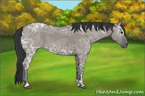 Horse Color:Grullo Ice Sabino