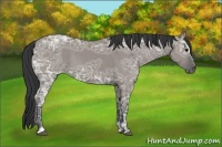 Horse Color:Grullo Ice Sabino