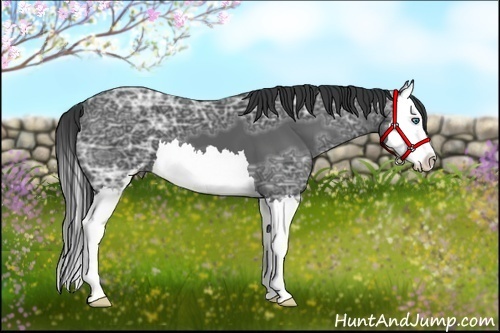 Horse Color:Black Ice Sabino Splash 