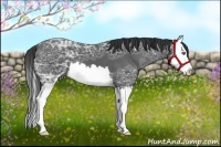 Horse Color:Black Ice Sabino Splash
