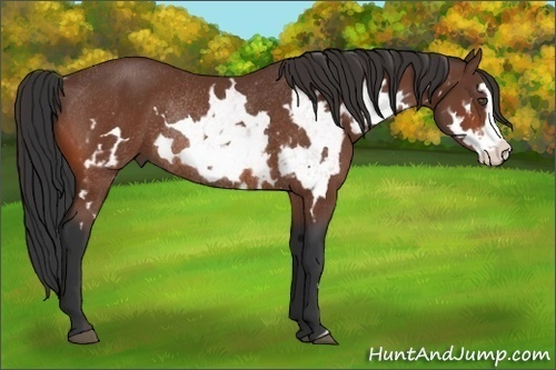 Horse Color:White Spotted Bay Splash Frame Rabicano 
