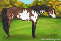 Horse Color:White Spotted Bay Splash Frame Rabicano 