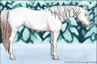 Horse Color:Amber Champagne Appaloosa Rabicano 