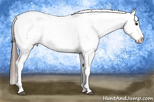 Horse Color:Brown Appaloosa 
