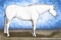 Horse Color:Brown Appaloosa