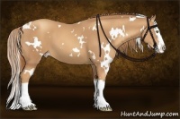 Horse Color:White Spotted Gold Champagne Splash 
