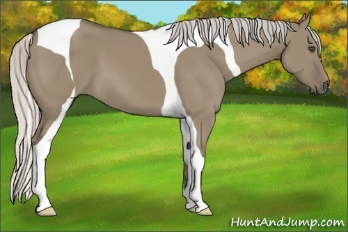 Horse Color:Silver Smoky Grullo Tobiano