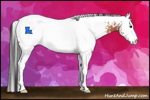 Horse Color:White Spotted Bay 