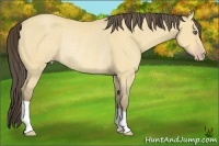 Horse Color:Amber Cream Champagne Dun Rabicano 