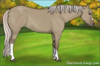 Horse Color:Silver Grullo 