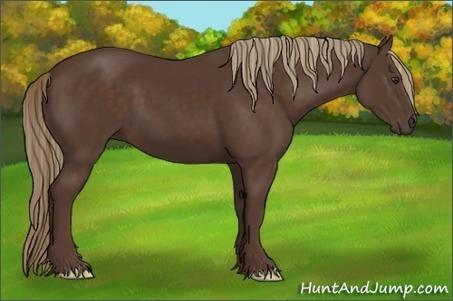 Horse Color:Liver Chestnut Frame 