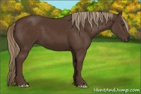 Horse Color:Liver Chestnut Frame 