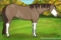 Horse Color:Liver Red Dun Splash Rabicano