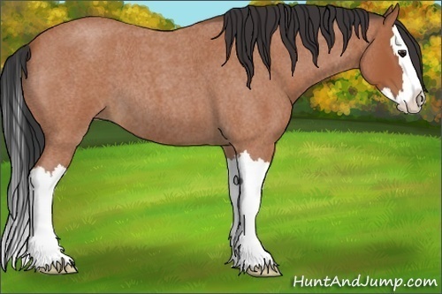Horse Color:Bay Roan Splash