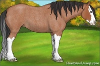 Horse Color:Bay Roan Splash