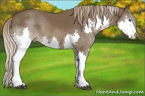 Horse Color:Liver Chestnut Sabino Splash 