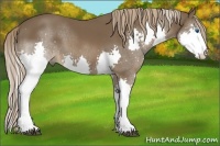 Horse Color:Liver Chestnut Sabino Splash