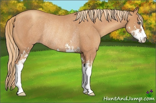 Horse Color:Unknown 
