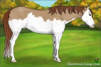 Horse Color:Red Dun Roan Splash