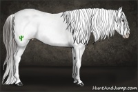 Horse Color:White Spotted Liver Red Dun Appaloosa 