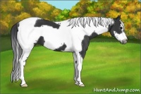 Horse Color:Black Tobiano Frame