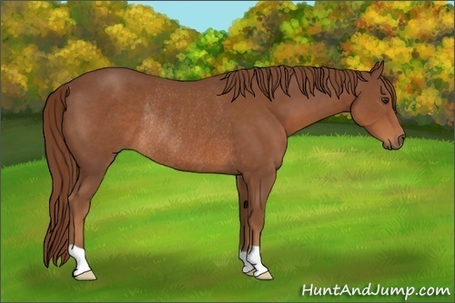 Horse Color:Chestnut Rabicano 