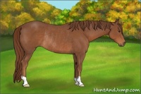 Horse Color:Chestnut Rabicano 
