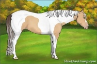Horse Color:Amber Champagne Tobiano 