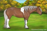 Horse Color:Silver Bay Tobiano 