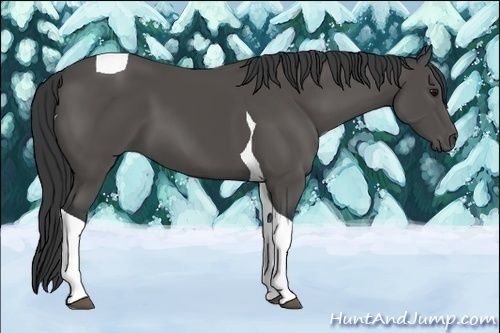 Horse Color:Black Tobiano 