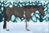 Horse Color:Black Tobiano