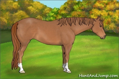 Horse Color:Chestnut 