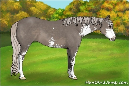 Horse Color:Silver Black Sabino 