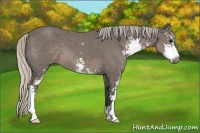 Horse Color:Silver Black Sabino 