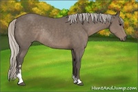 Horse Color:Silver Black Sabino Rabicano 