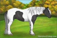 Horse Color:Black Tobiano 