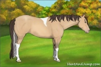 Horse Color:Amber Champagne Tobiano 