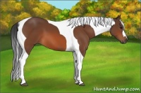 Horse Color:Bay Tobiano 