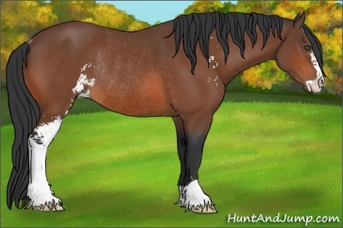 Horse Color:Bay Sabino Rabicano