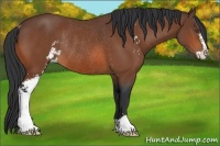 Horse Color:Bay Sabino Rabicano